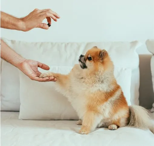 calming dog with treats
