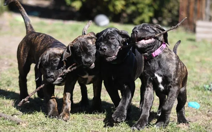 cane corso breeders - puppies