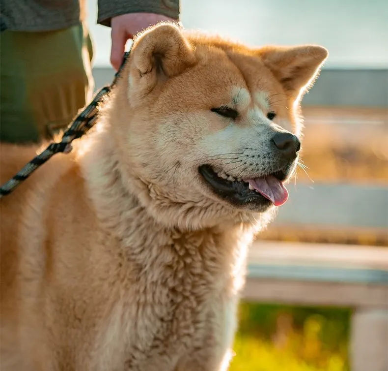 Japanese Akita dog for hunting