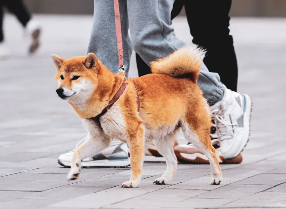 japanese akita dogs