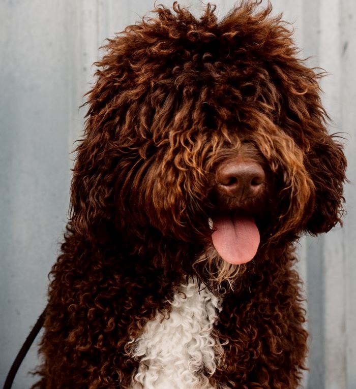 Barbet Dog: Dog Breed Personality, Price, Care and More - Petchess