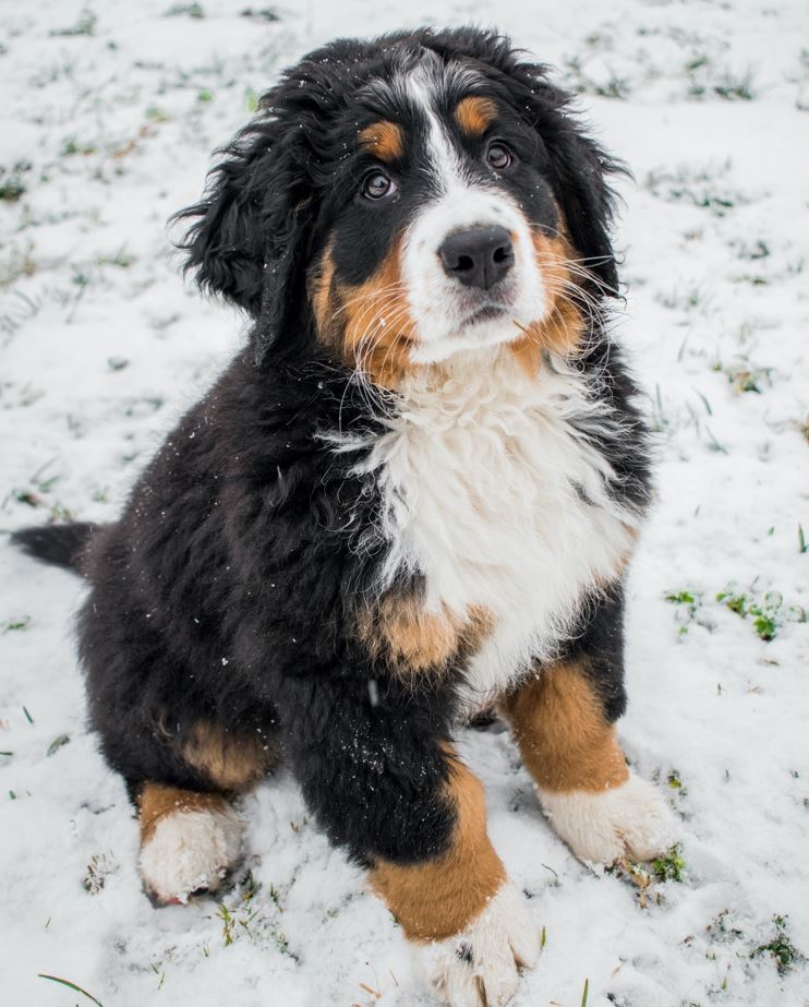 Is the Mini Bernese Mountain Dog Right for You? | PETCHESS