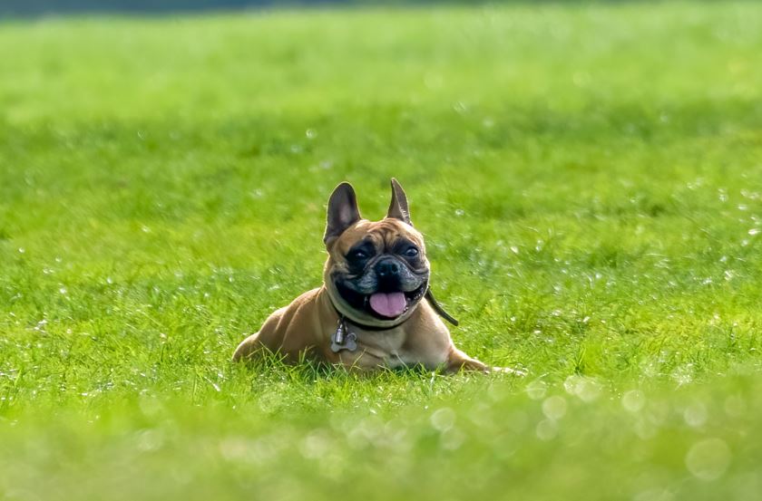 bulldog in green fields. Petchess.com