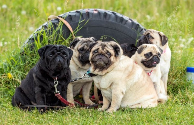 pugs in a group - petchess.com