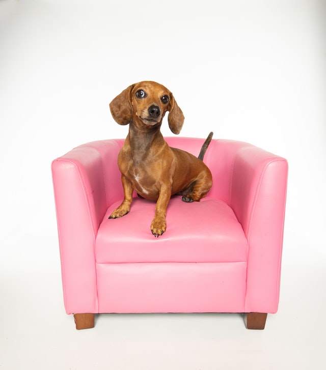 Dachshund Dog Sitting on the Pink Couch - Petchess.com | Photo by Sharon Snider via Pexels.com