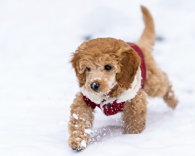 mini goldendoodle dog walking in snow