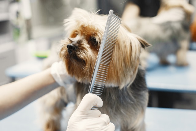 petchess dog grooming with comb, photo gustavo fring
