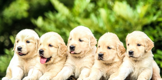 golden retriever puppies - petchess