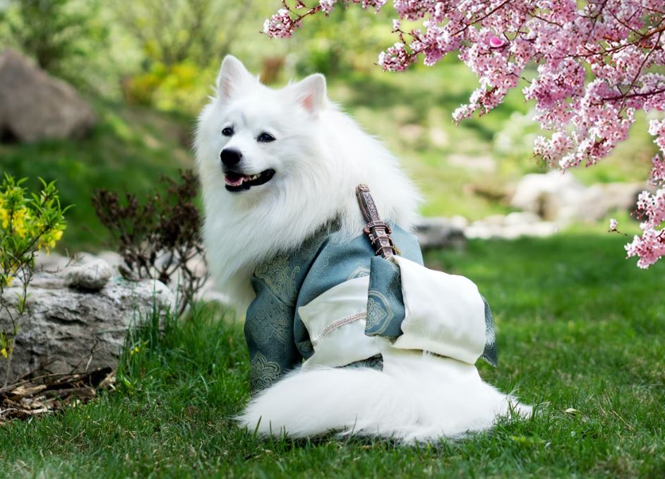 Japanese Spitz dog in green grass (petchess.com)