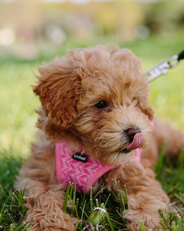 Maltipoo puppies - Petchess.com