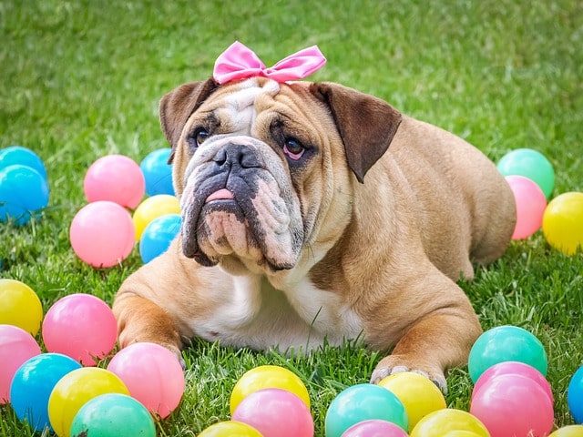 easter dog party | petchess