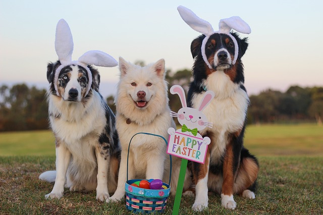 Easter party with your dog. Petchess.com